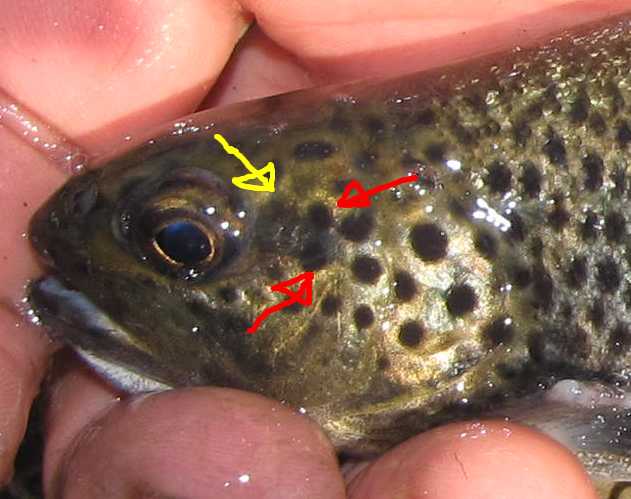 Salmo trutta ceppo mediterraneo?